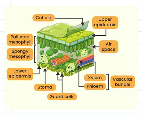 Identify Internal Structure Of Leaf Laminar I Upper Epidermis Ii