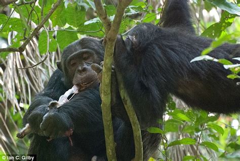 Check spelling or type a new query. Meat-eating chimps that hunt baby monkeys prefer to eat ...