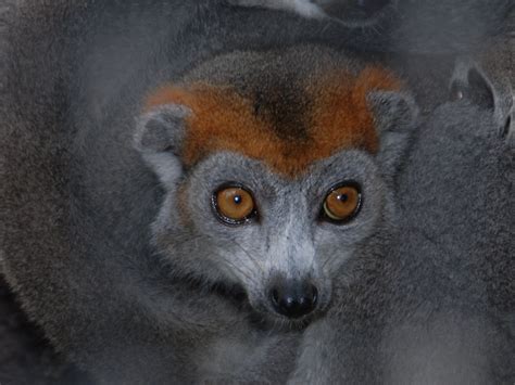 The Online Zoo Crowned Lemur