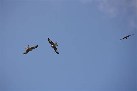 Red Kites Flying Over A Field Near Talsarn Ceredigion West Wales