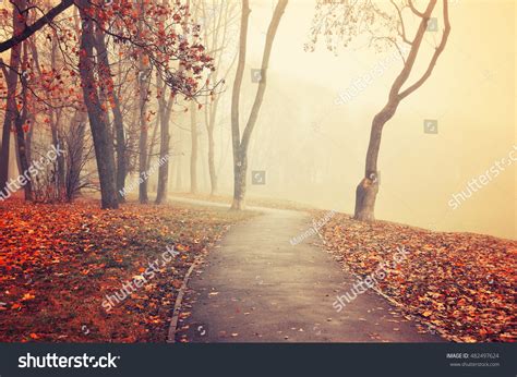 Autumn Landscape Foggy Autumn Park Alley Stock Photo 482497624