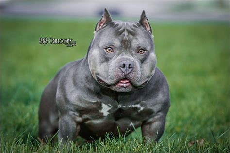The american bully should give the impression of great strength for its size. Everything You Need to Know About The American Bully | The ...