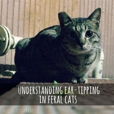 Understanding Ear Tipping In Feral Cats — Well Minded Pets