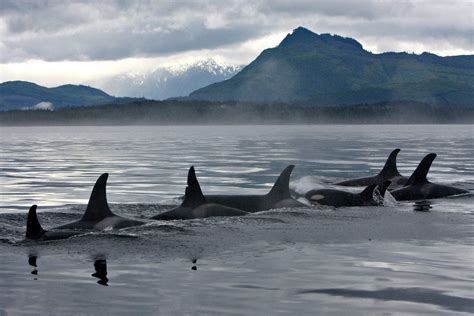 Saving The Southern Resident Orcas Whale And Dolphin Conservation Australia