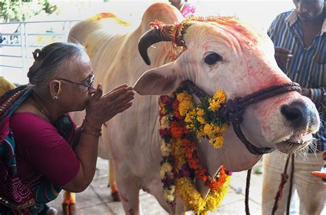 Holy cow! Maharashtra #beefban sparks social media storm