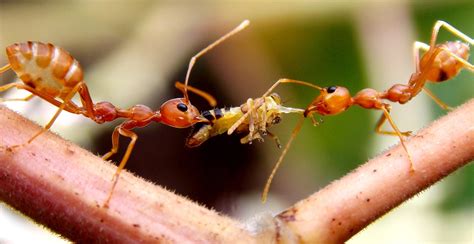 Want to learn how to get rid of ants in your kitchen, t=yard, and home? How to get rid of ant colonies in yard