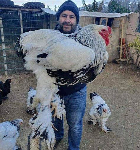 15 Fotos Que Muestran El Verdadero Tamaño De Las Cosas La Gallina Es Enorme Porque No Se Me