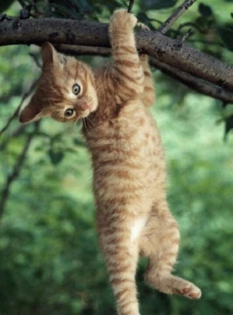 Hanging In Kitty Favorite Pets Are Cats Pinterest