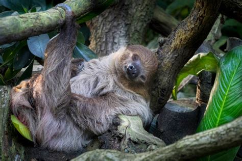Sid The Sloth Sleeping