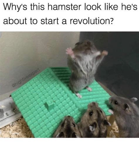 Whys This Hamster Look Like Hes About To Start A Revolution Meme On Sizzle