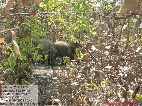 शहडोल के जयसिंहनगर में हाथियों का उत्पात जारी दूसरे दिन तीन ग्रामीणों