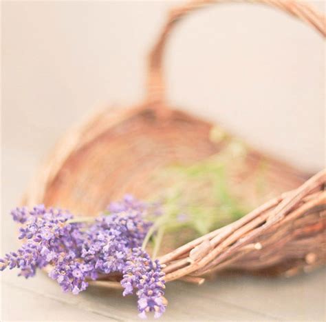 Soft Lavender Nature Purple Basket Hd Wallpaper Peakpx