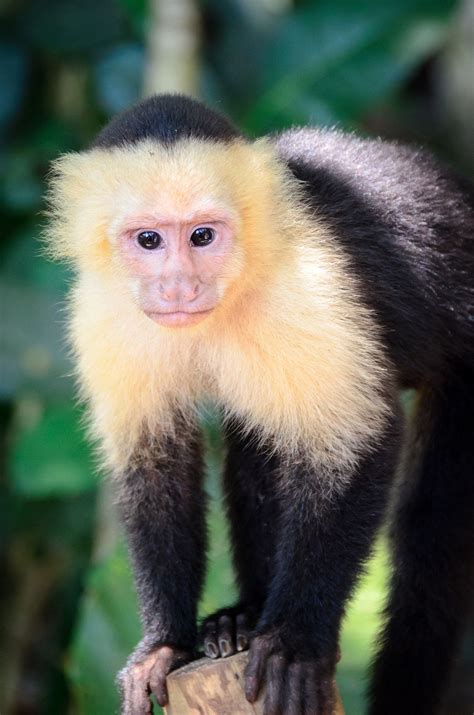 The Fun Loving Capuchin Capuchin Monkeys Were One Of The Highlights