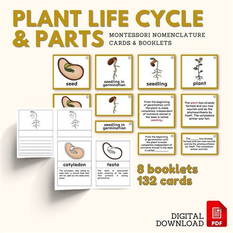 Botany Unit Leaf External Parts Montessori Nomenclature 5 Part Cards