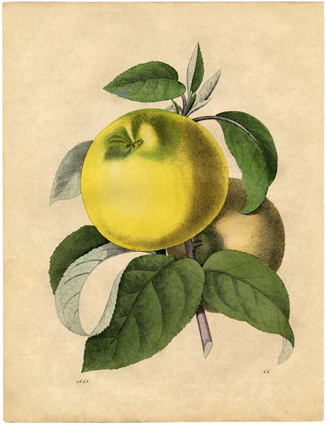 Free Botanical Art Prints Apples The Graphics Fairy