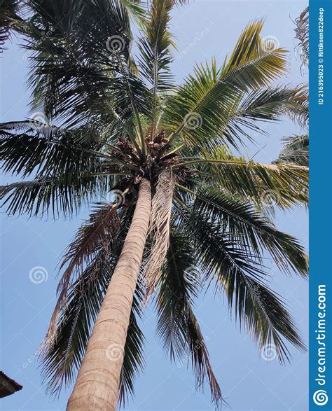 A Coconut Tree Under The Blue Sky Stock Image Image Of Branch