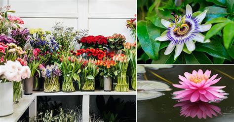 Since chandralekha, muthu was the second tamil film to be dubbed into japanese (as mutu: Most Popular Flower Names in Tamil & English - India Gardening