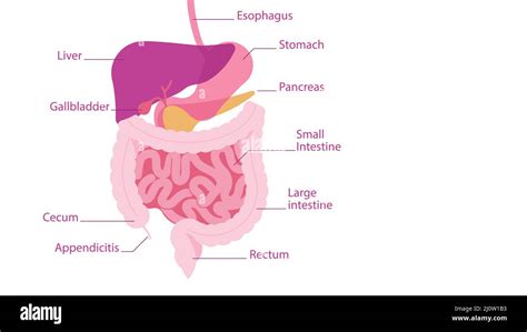 Human Digestive System Parts Of The Human Abdominal Cavity Along With