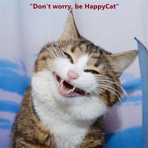 Dont Worry Be Happy Cat Lolcats Lol Cat Memes Funny Cats