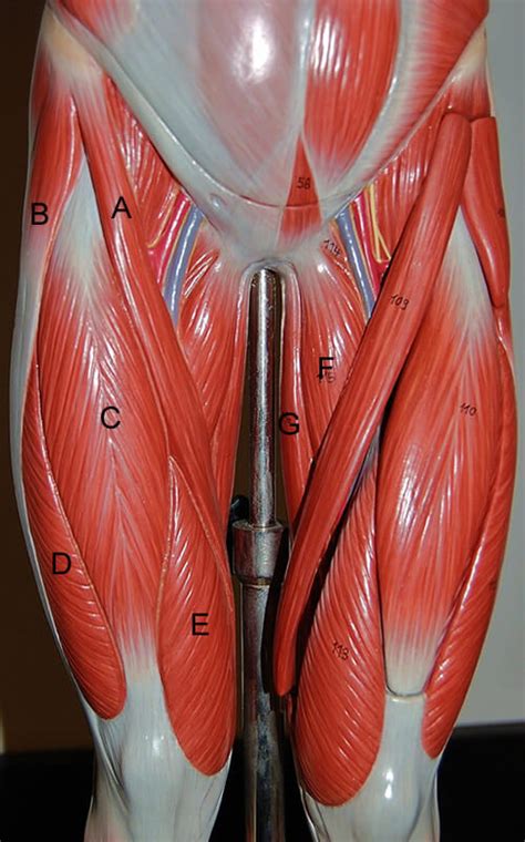 Leg Muscle Diagram Leg Muscle Anatomy Chart Human Ana