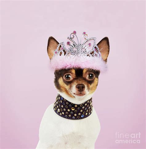 Chihuahua Wearing Tiara Photograph By Mary Evans Picture Library Fine
