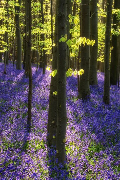 Beautiful Bluebell Carpet In English Forest Landscape By Matthew Gibson