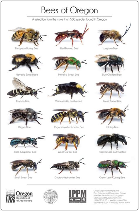 Check spelling or type a new query. Tualatin Valley Beekeepers Association - Other Bees