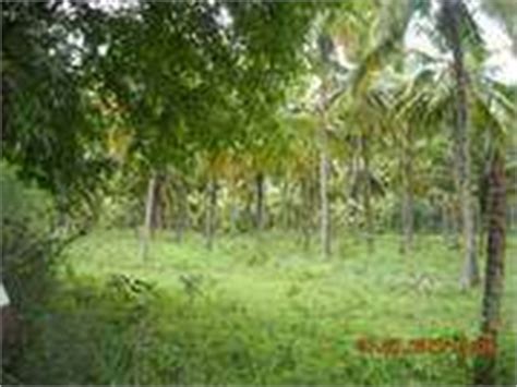 Agricultural Land Farm Land For Sale In Palamedu Madurai 15 Acre