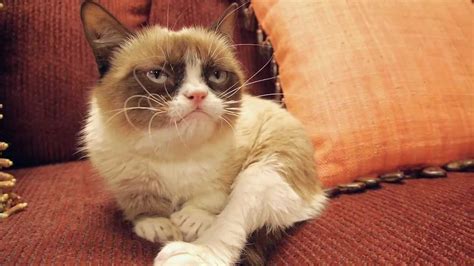 The applications are reviewed and approved by the shelter, but you can fill out the application and, once approved, pay the adoption fee and take your cat home right from the stores. Petco Interviews Grumpy Cat at SXSW - Presented By Petco ...