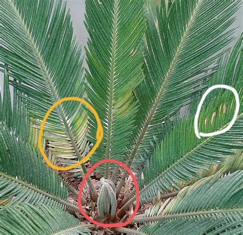 Diagnosis Whats Wrong With My Cycas Gardening And Landscaping Stack