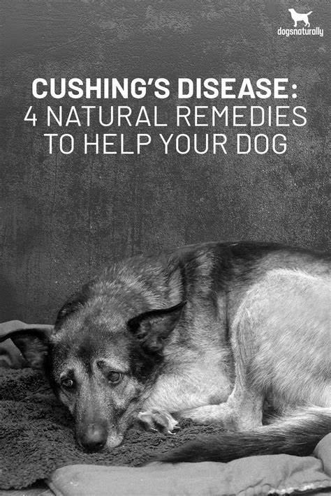Cushings Disease 4 Natural Remedies To Help Your Dog Cushings
