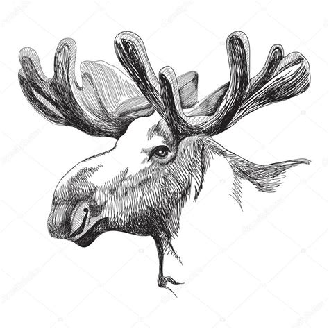 Moose Head Drawing Vector Calf Heifer Winking Downloadable Dekorisori