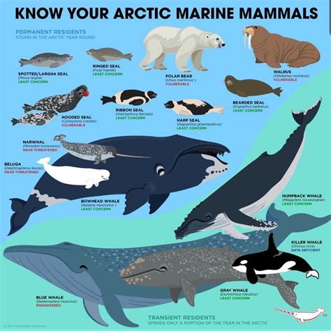 Know Your Arctic Marine Mammals Rbadassanimals