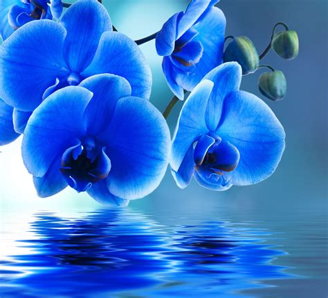 Blue Orchid Flower Wallpaper Hd
