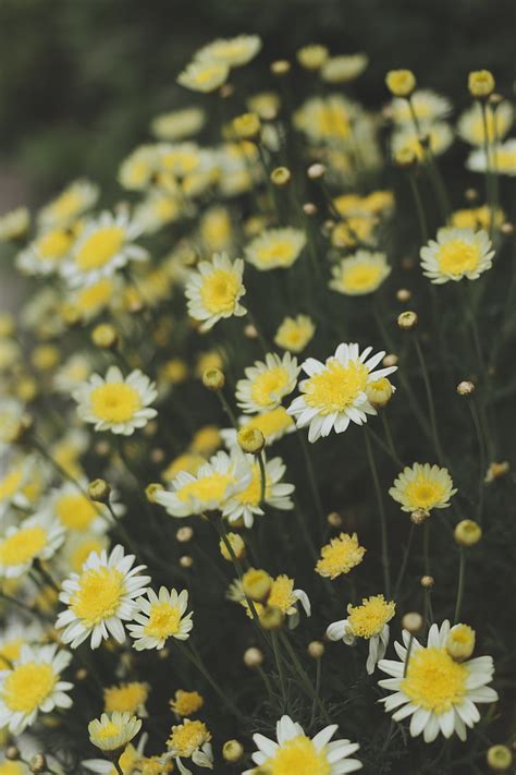 Oxeye Daisy Chamomile Flowers Field Yellow White Blur Hd