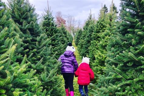 Cut Down Your Own Tree At These Christmas Tree Farms