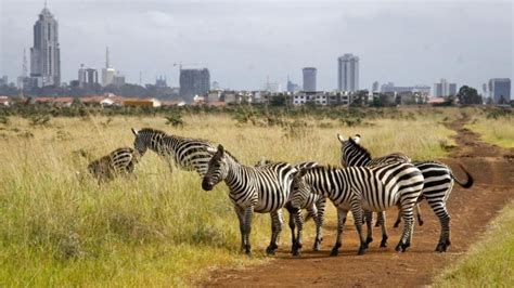 In Kenyan Wildlife Park Animals Roam Against A City