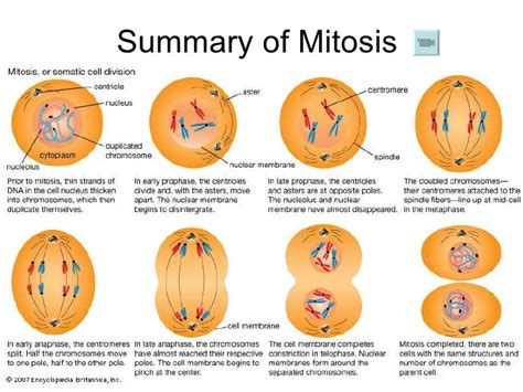 Chapter 18 Cell Division Lesson 4 The Importance Of Mitosis