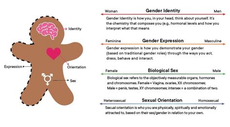 Gender And Identity How Do Biological Sex And Sender Differ And How Hot Sex Picture
