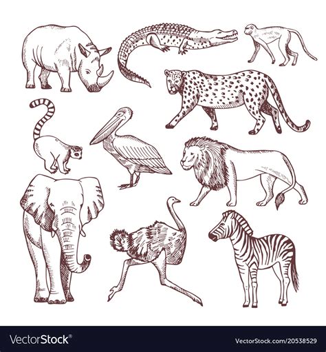 Hand Drawn African Animals Royalty Free Vector Image