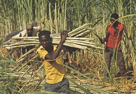 Sugar Cane Harvesting Tanzania East Africa Tanzania Africa