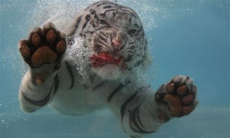 White Tiger Swimming Under Water