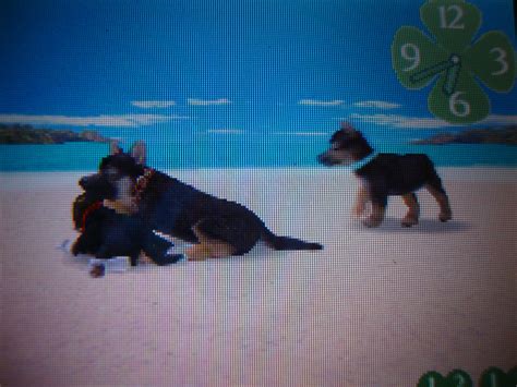 Seaside Nintendogs Wiki Fandom