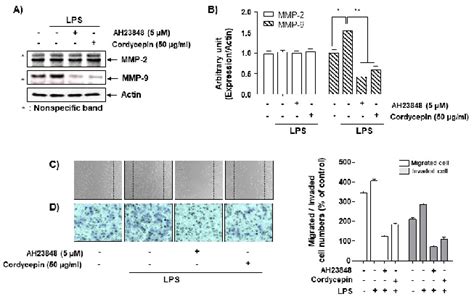 Increase In Cordycepin Induced Anti Invasiveness By The Inhibition Of