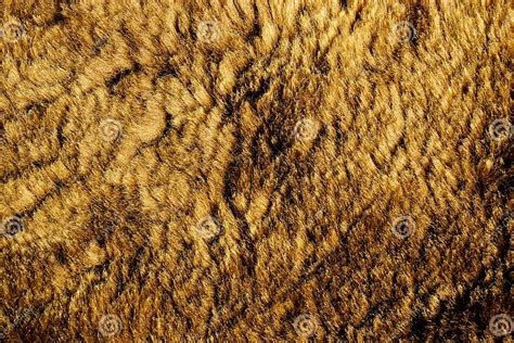 Brown Fur Tanned Animal Skins With Wool Fur Hair Cover Of Mammals