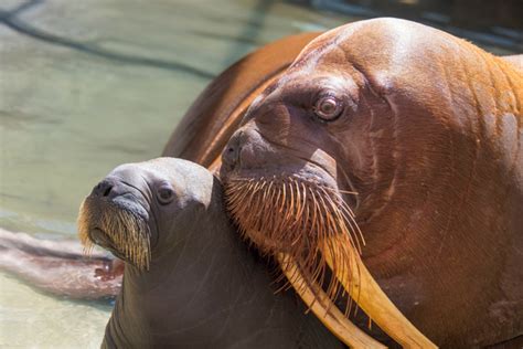 Seaworld Orlando Welcomes First Walrus Calf Zooborns