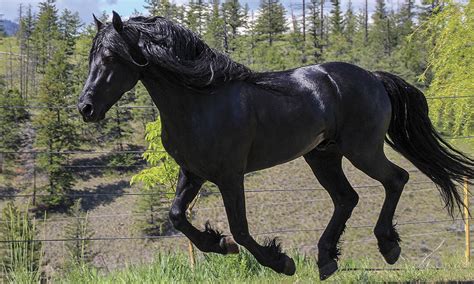 iron horse  canadian horse cowgirl magazine