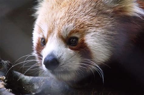 Red Panda Sikkim Animals Name Red Panda Found In Eastern Himalayas