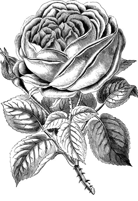 Rose Black And White Free Vintage Rose Clip Art Image Oh So Nifty