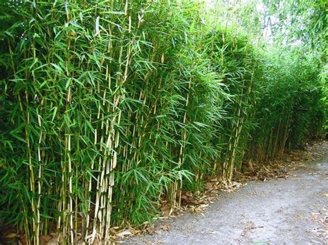 7 Best Bamboos For A Hedge How To Maintain It In 2021 Bamboo Hedge
